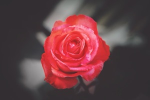 Rose demo